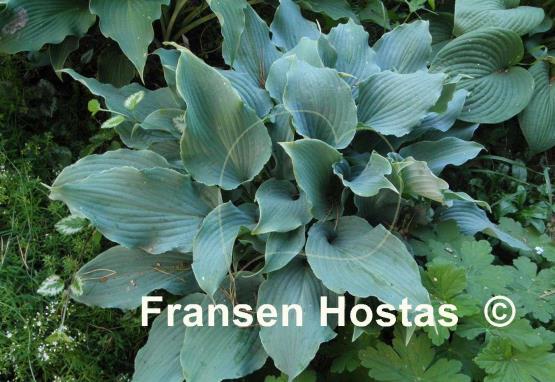 Hosta Lily Blue Eyes